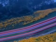 -北纬44度·金珠花海休闲农业旅游景区