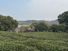 -中国茶叶博物馆(双峰馆区)