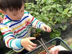 -小鱼草莓采摘园农家乐·小鱼餐厅