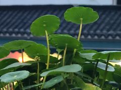 -九华山友谊土菜馆 小资餐厅