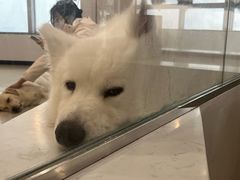 -共舞时光猫咖·狗咖(新街口店)