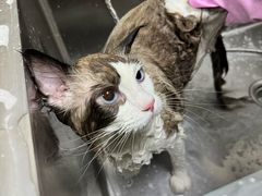 -乐琪宠物医院·犬猫专科·骨外科·急重症