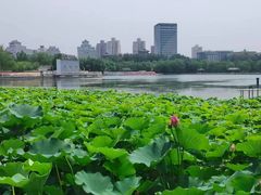 -莲花池公园