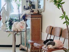 -共舞时光猫咖·狗咖(新街口店)