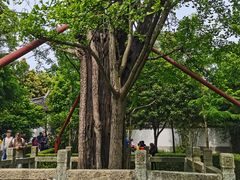 -上海佘山国家森林公园天马山园