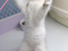 -喵的天空名猫咖啡馆·撸猫·猫舍·用品