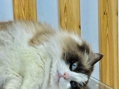 -青奢宠物·青奢猫舍