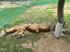 -西霞口神雕山野生动物世界