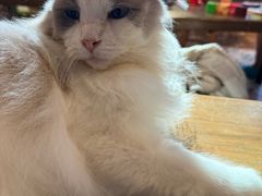 -猫猫幼稚园·撸猫·桌游·电玩