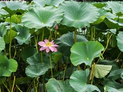 -长春市南湖公园