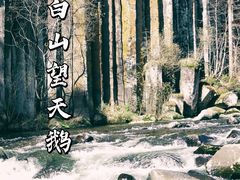 -望天鹅景区