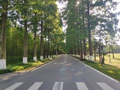 -黄海国家森林公园