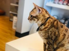 -啵啵喵·猫咖(攀华国际店)