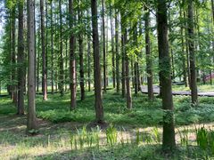 -黄海国家森林公园