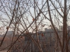 -北京师范大学邱季端体育馆