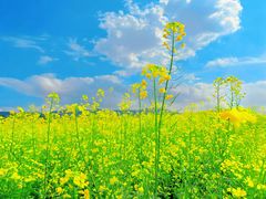 -光明小镇欢乐田园