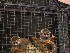 动物园-东湖公园