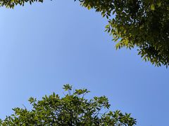 -上海滨江森林公园