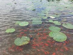 -前关湿地公园