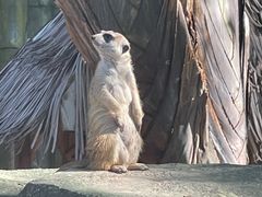 -深圳野生动物园