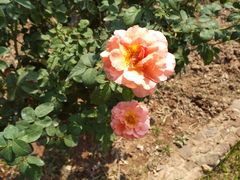 -人民公园(罗湖区)