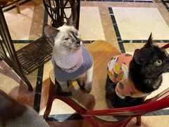 -猫色咖啡·猫咖