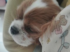 -申普宠物医院·眼科·心内科·影像科(普陀分院)
