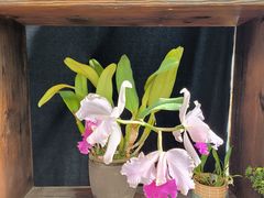 -国家植物园南园