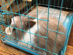 -志龙皇冠吃货椰子铺