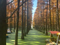 -渌洋湖湿地公园