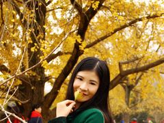 -千年银杏谷文化旅游区
