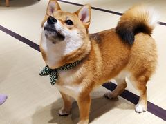 -逗柴咖啡屋·狗咖猫咖宠物桌游
