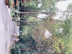 -东平国家森林公园