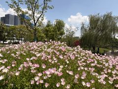 -金鸡湖桃花岛