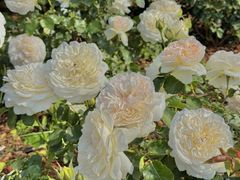 -昆明春城湖畔度假村