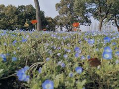 -上海滨江森林公园