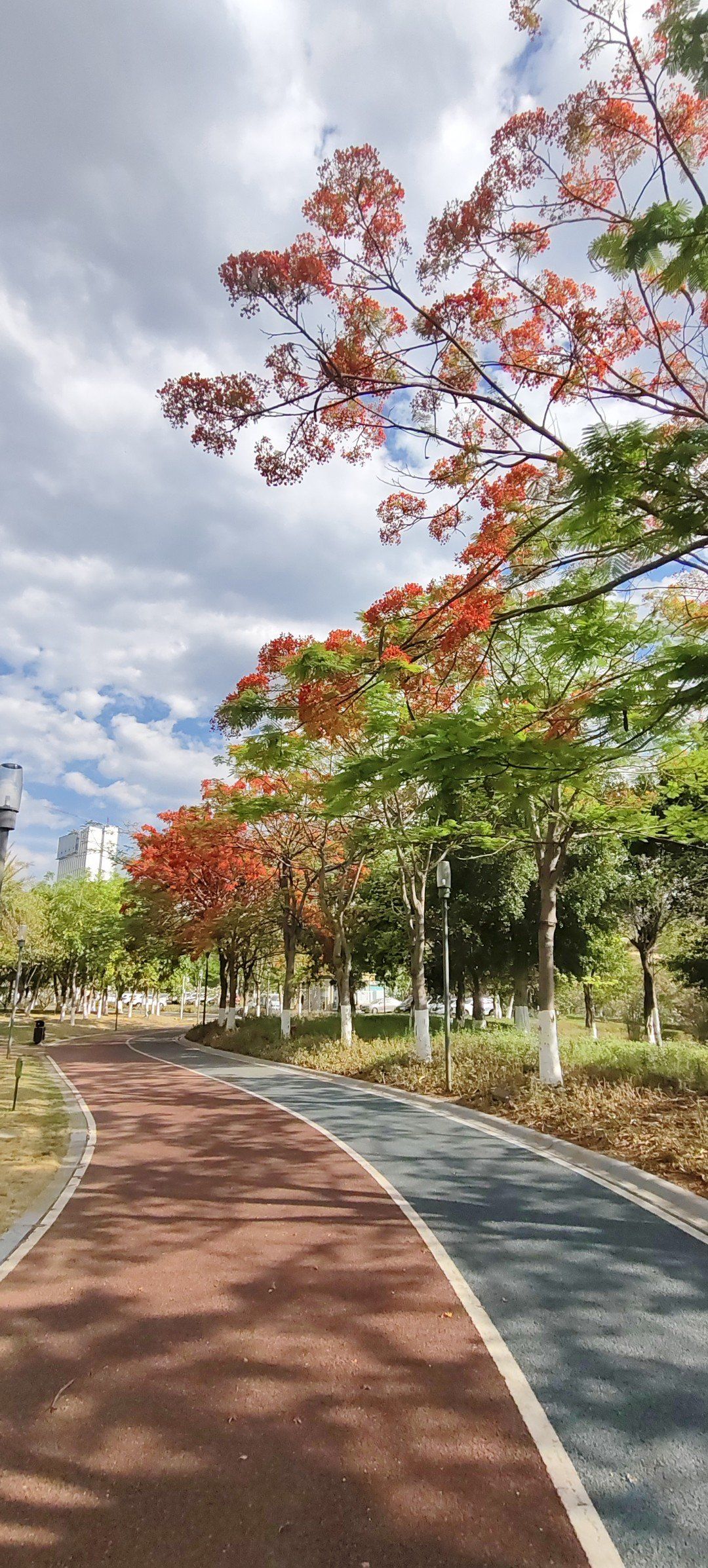 《五彩花海,攀枝花天星湖的浪漫之约》