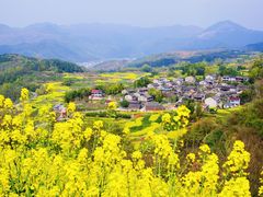 -桑洲油菜花景区