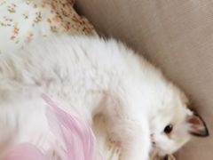 -猫十亿·布偶金渐层·曼基康矮脚猫舍(青年路店)