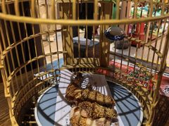 -锦上中式酒馆(南内环店)