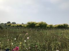 -西青郊野公园