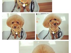 -八公叔叔宠物美容连锁(春申店)