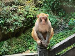 -三峡人家风景区