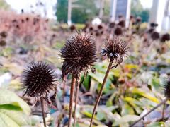 -武汉园博园(武汉自然博物馆)