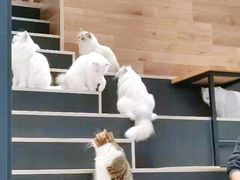 -瞄一喵猫咖(格力海岸店)