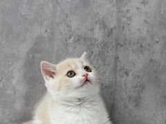 -小猫来了·猫舍(红山六九七九店)