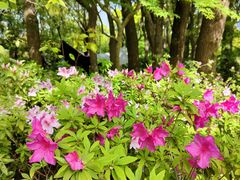 -上海共青森林公园