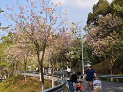 -火炉山森林公园
