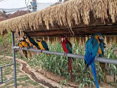 -西霞口神雕山野生动物世界