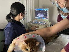 -中农大我爱我爱动物医院·核磁CT·猫病·24小时夜诊中心(石佛营店)
